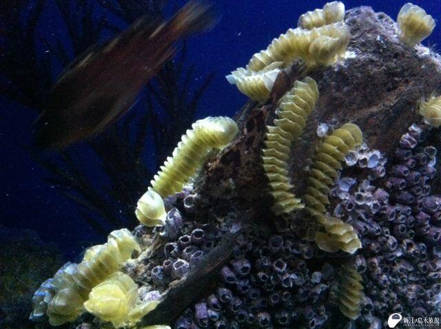 新江ノ島水族館 再掲ですがきょうから 海ほおずき を 新着生物 Pc Http T Co Bnu5g3lliy 携帯 Http T Co Fqt2d607g0 鳴らしたことのある方はいらっしゃるでしょうか Http T Co Xfsmuwuinn Twitter