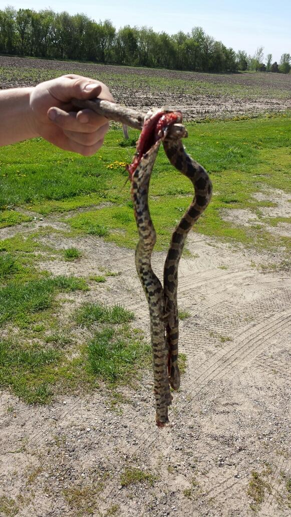 austinpink2's tweet image. r.i.p. chester the snake #complexproblems