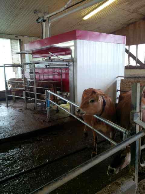 Avonbank_Ag's tweet image. Jersey&apos;s are loving life in the #dairyrobot started yesterday and going great with two A4&apos;s, Juno is going in soon!