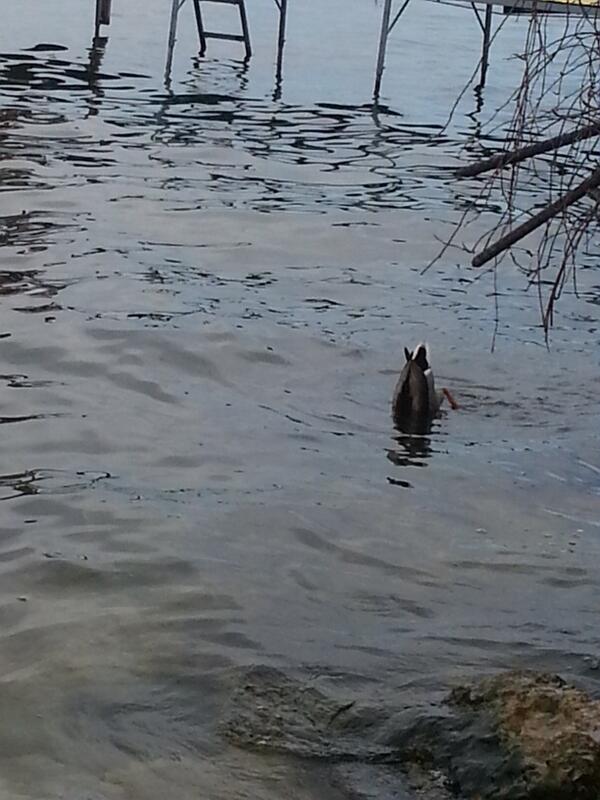 BeckyJBurton's tweet image. Ducks are weird #studystruggle