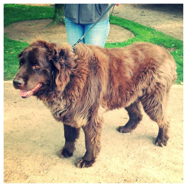 ChelseaLooney's tweet image. Brown bear sighting in downtown #Bellevue? Had to do a double-take of this lovable beast #bearcomplex