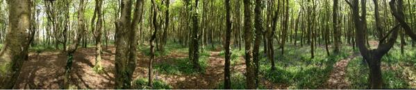 Gwithian1's tweet photo. Visit the stunning Tehidy Woods, just a few miles away from our equally as stunning beach! #loseyourselfinbeauty http://t.co/ZnPF13wRUt