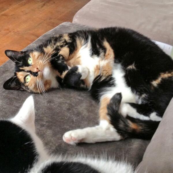 ikbensakka's tweet photo. @polIJburg Djengis is al drie dagen vermist. Omgeving Kiekstraat. RT aub http://t.co/ScC6KCqyIB