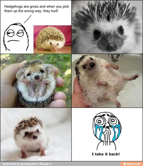 specialk2898's tweet photo. SOMEONE GO BUY ME A BABY HEDGEHOG http://t.co/DM6TtDLGtb