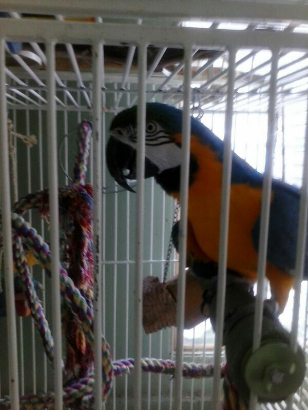 LAsidneyrocks's tweet photo. Zazu the macaw :-) http://t.co/7SBas6j8Qb