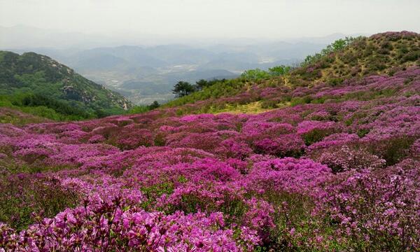 obrkr's tweet photo. 합천 황매산 철쭉 http://t.co/nhUUG7VdQG