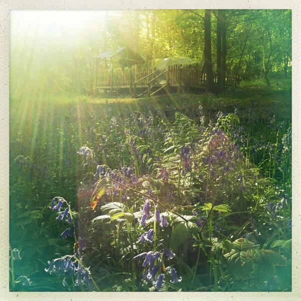 roomnoir's tweet photo. Beautiful morning #Glottenham @canopyandstars #bluebells #yurts #photo http://t.co/Mmx8MSR11Y