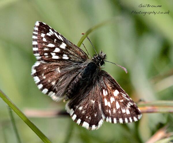 Have Dingy,GH Streaks,insects,flora-lovely day:))))) Another pic of #Grizzledskipper