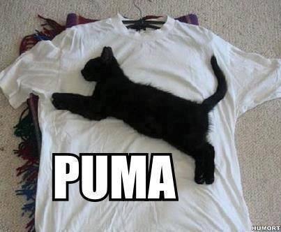 OnlyBelieberOne's tweet photo. @PUMA @PUMA_JAPAN @pumafootball @pumafootball_jp http://t.co/I3KblWXuko