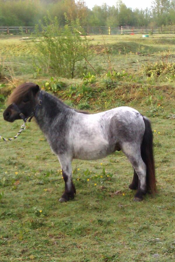 tessaking58's tweet image. @CatherineKing10 alfie boy #shetlandpony getting ready for #devoncounty only 2 days to go