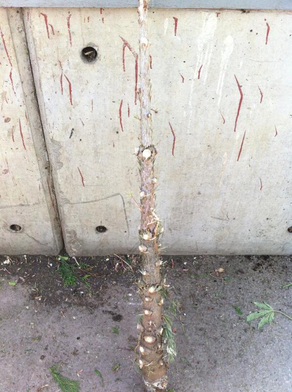 benson2904's tweet image. Well thats the xmas tree finally recycled. Still a few needles holding on
#nondrop
#lazy