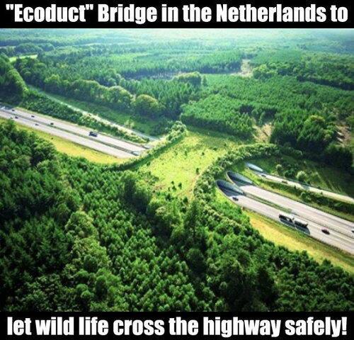 NaturPictures's tweet photo. Puente para los animales, Países Bajos. http://t.co/hU3cH1J1z0