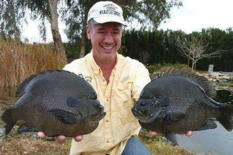 MOGameKeepers's tweet photo. RT if you would like to catch a couple of these huge bream!!! http://t.co/x3dblgjxJu