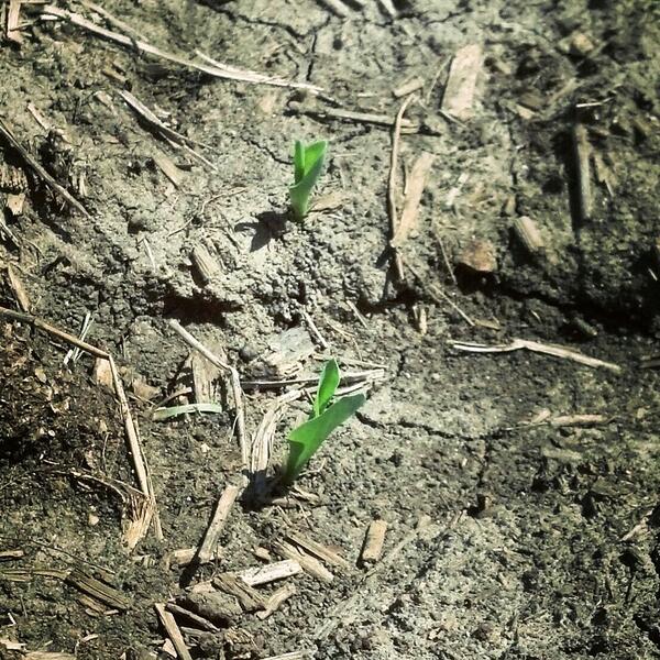 K8_Ayers's tweet photo. @aakfarmer look what you have popping up! #kadingcorn http://t.co/aHOz4nr1Ip