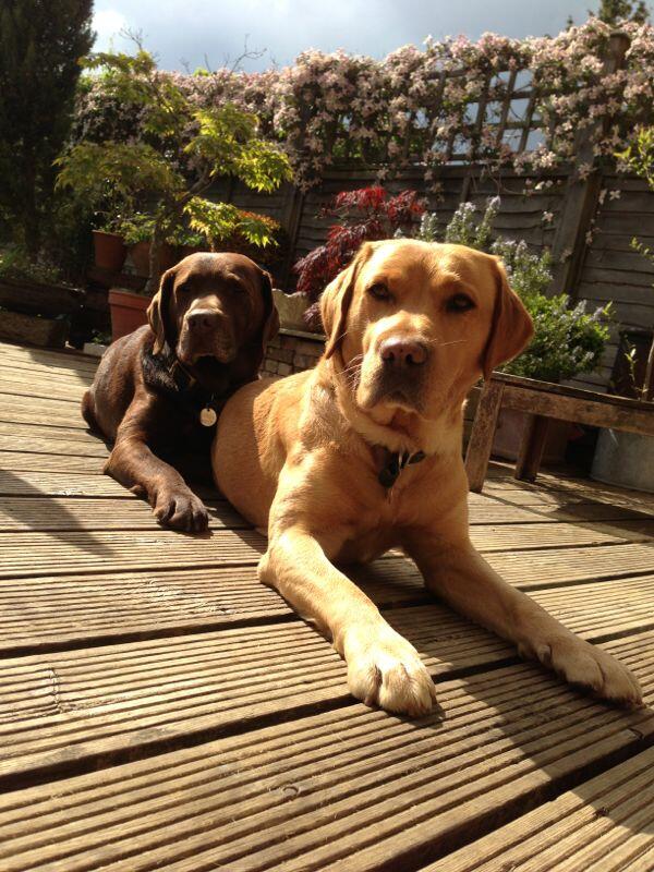 MontysBark's tweet photo. We want to be together! @WoodysBark http://t.co/l3IGBJhnub