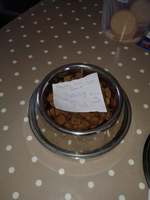 Hayl_x's tweet image. #nottrusted #daisy