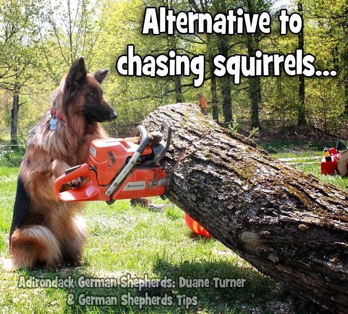 adirondack king shepherds