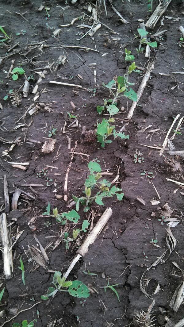 wellsnw's tweet photo. Drawback to planting beans early with no treatment, bean leaf beetles love them! #plant13 http://t.co/orXUNlpZa8