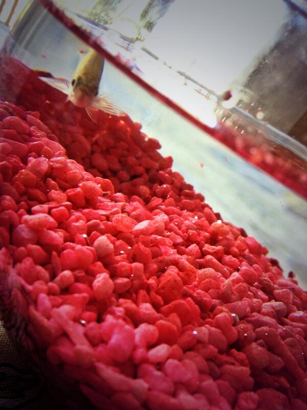 CScarane's tweet image. My new little fishy 🐠🐠🐠 thanks to mikeyyyyy #tsumy