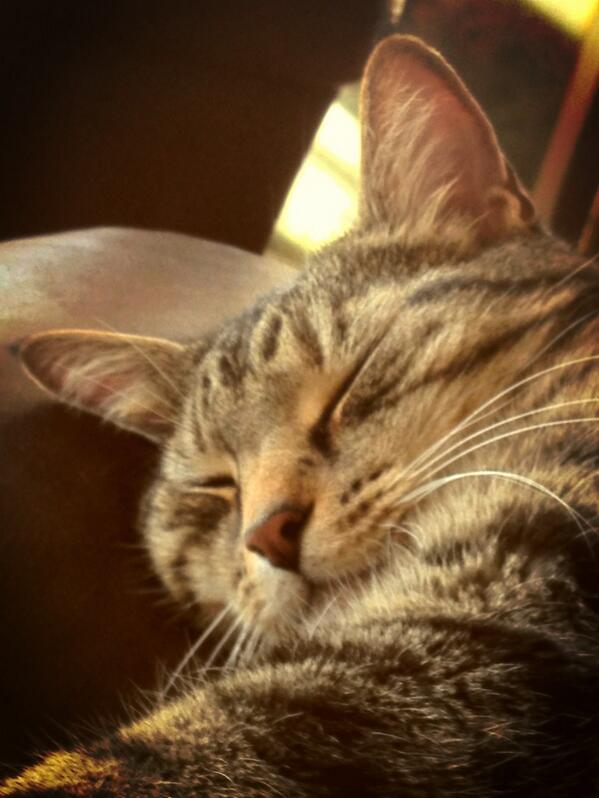 15mbernard's tweet image. Dat cat