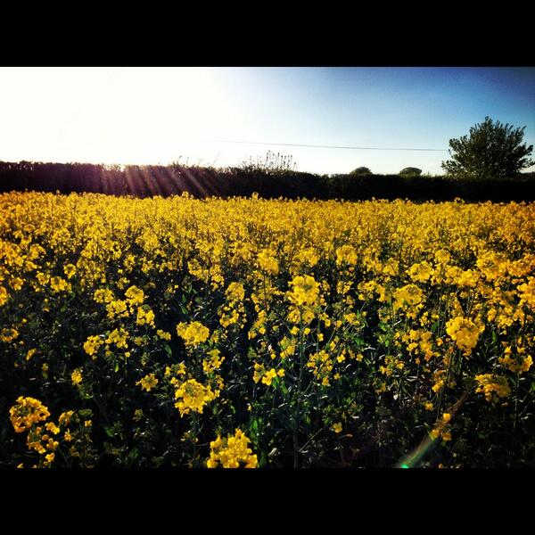 BrambleandFox's tweet photo. Walkies with the pooch - LOVE sunny May evenings :) http://t.co/IwrMaTsW0t