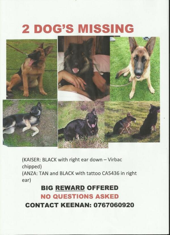 DaniValentine91's tweet photo. Help please! Two Alsatians missing from Ottery. Last seen 15/5/2013. Any info appreciated http://t.co/veimwPrZII