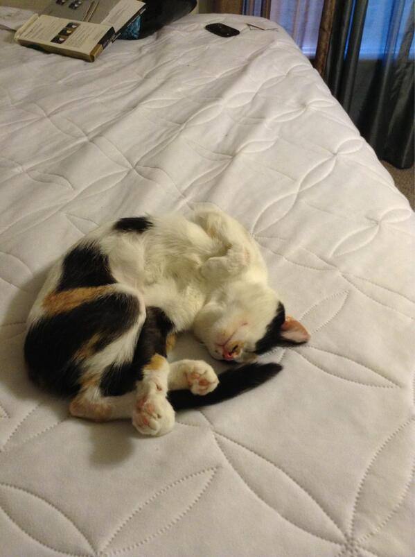 duck82711's tweet image. My precious :) &amp;lt;3 #bugling :) @pdougy2