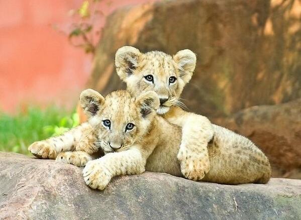 "<a href="/NaturPictures/">Latido Terrestre</a>: El amor de hermanos es incondicional. " @mercedesotte