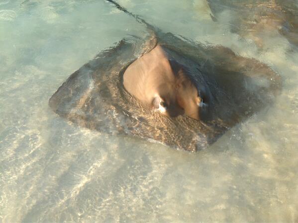 designertravel's tweet image. Take a look at the #stringrays @huvafenfushiMV the kids will love them