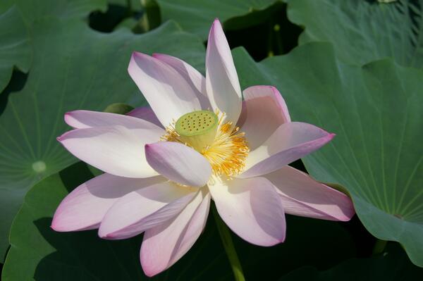 phasw640401 tweet picture