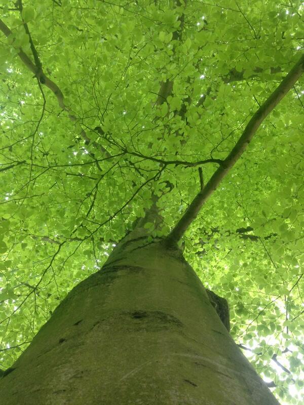 PeterBowles95's tweet image. Beech tree reduction by 20% #suckmeoff #ilovemyjob #treeboy