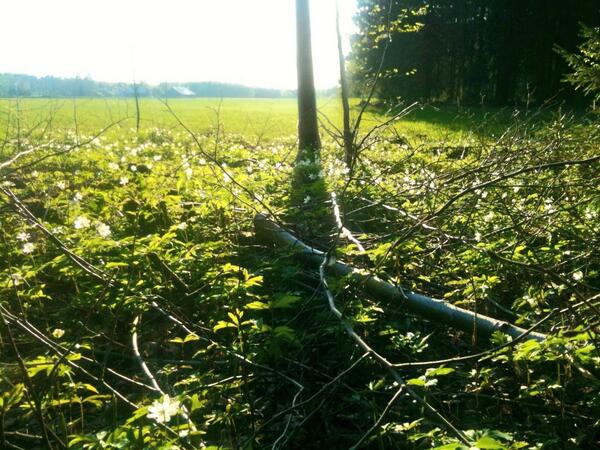 Eksynyt oon asfalttiviidakkoon... Töiden jälkeen kotimatkalla keskellä vehreiden peltojen ja kauniin maalaismaiseman