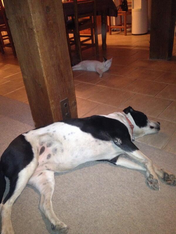 austinlynn8's tweet image. @KaleyCuoco I love my Pit bull! #pitbullpower #loyaldogs #pitbulls #kaleycuoco