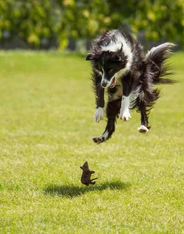 NaturPictures's tweet photo. ¡Ahhh! ¡Un ratóoon! http://t.co/QaFsUFf36m