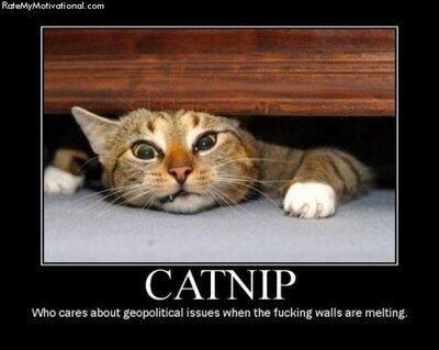 OfficePussitics's tweet image. Ran into Bob at the Scratching Post after work. He had that look in his eye again. #catnipaddict #catrehab