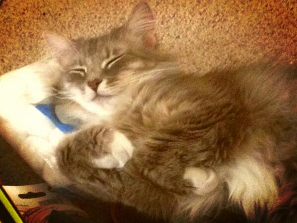Tally_meow's tweet photo. Using a bag of cotton balls as a pillow. http://t.co/x59PYmKtFU