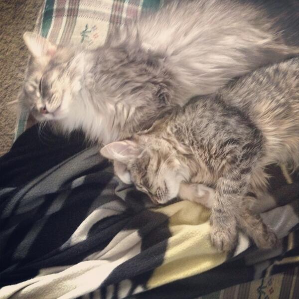 Tally_meow's tweet photo. Cat nappin' #MainecoonClub #Prettykitties #MoreCats http://t.co/3GDxeB42u2