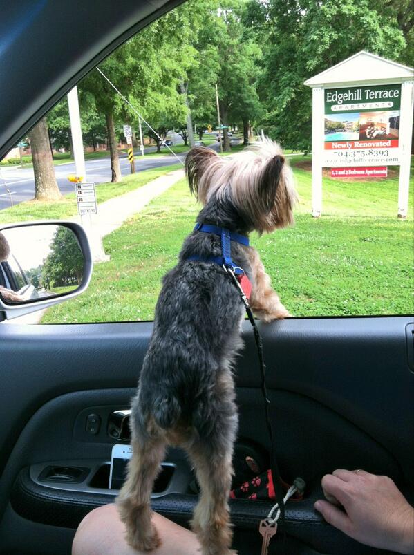 mattburch's tweet photo. Full grown dog stuck in a 2.5 lb body.  #lildogproblems @acw454 http://t.co/SgoGNg6KSZ