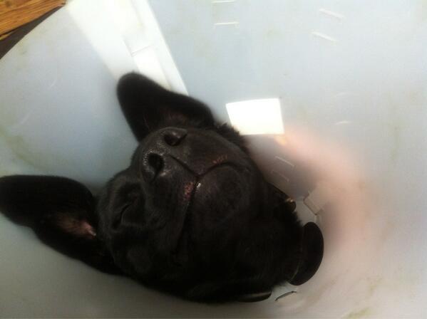 Rufus_Official's tweet photo. I can't wait to get this bloody lampshade of my head #annoying http://t.co/o0bfBaQ87j