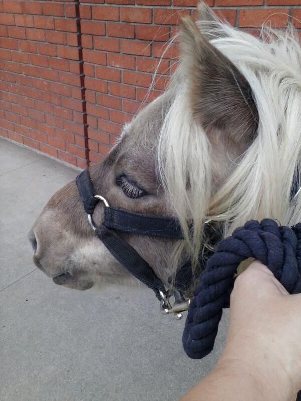 LAsidneyrocks's tweet photo. Flounder the pony #workingwithanimals http://t.co/2UtePXpQ6r
