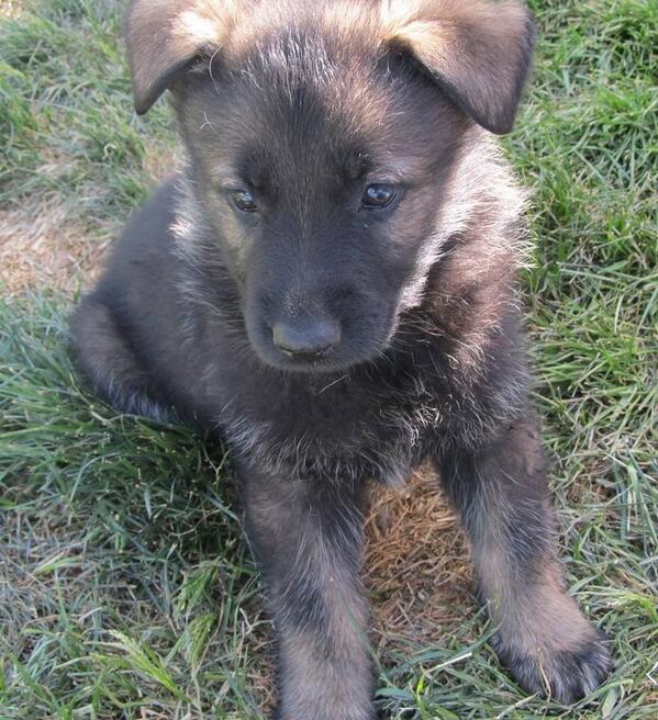 sanditonpetshop's tweet photo. Here is another. Thank you Megan. http://t.co/meEepzEyBT