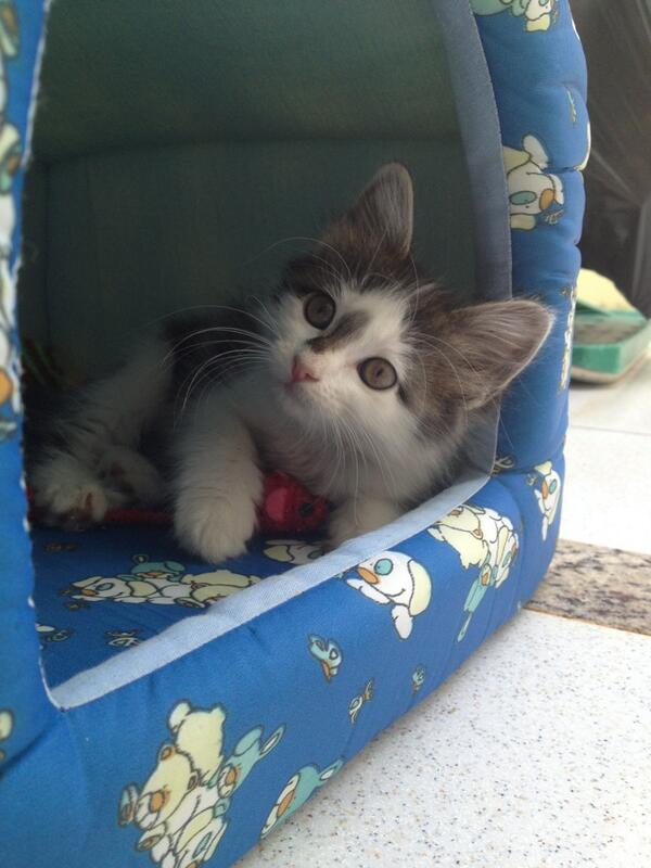ItsHaileyB's tweet photo. @GeniveveWillams She was so tiny omg http://t.co/lSNAUc2fVi