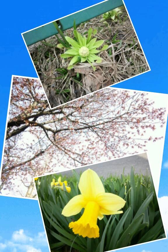 puchico123620's tweet photo. 春 #decoblend http://t.co/I9YAFrMHdf http://t.co/N2O86bP6Bj