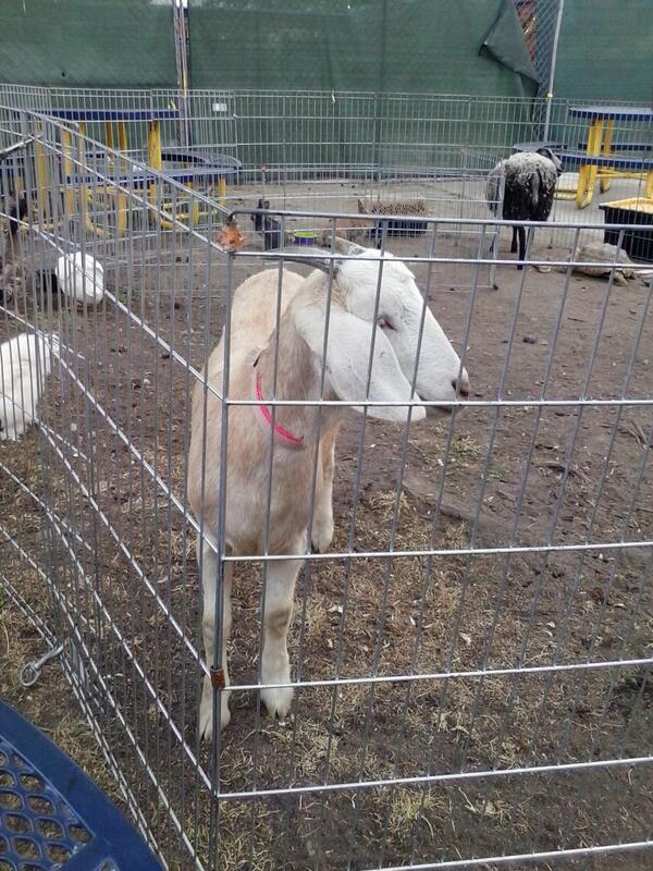 LAsidneyrocks's tweet photo. Daisy the goat #workingwithanimals http://t.co/9rZsz149qM