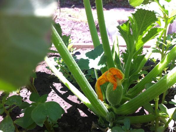 ecojardines's tweet photo. Las calabazas http://t.co/O9moTL1y7v