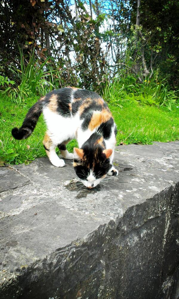 NicPikePotter's tweet image. Cute kitty at the train station the other day ! #IDontLikeCats #KITTY