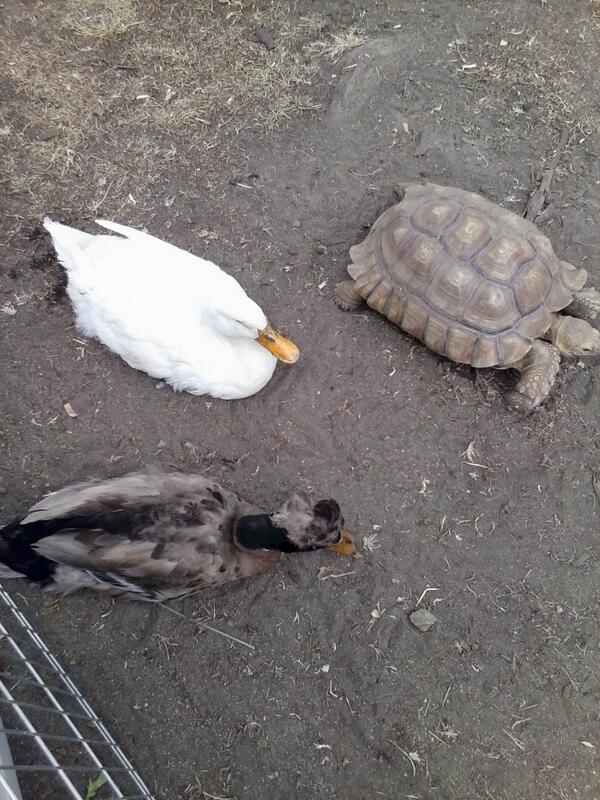 LAsidneyrocks's tweet photo. Ducks and tortoise #workingwithanimals http://t.co/sihK8ZtiYx