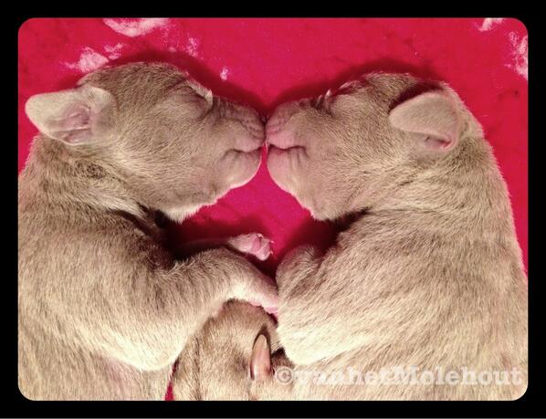 Marca van Turnhout tweet media