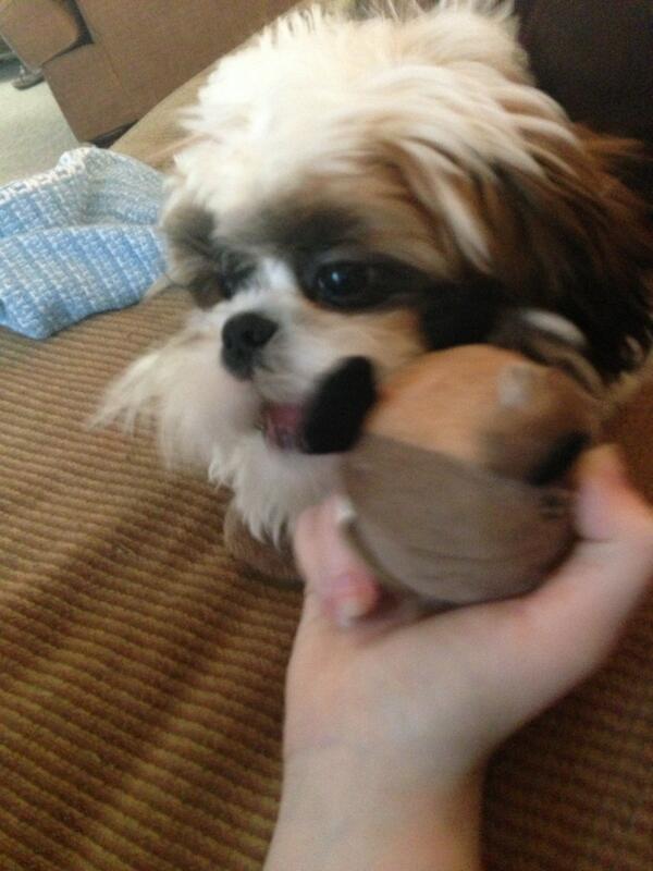 marlycayca's tweet photo. Have you guys met my puppy? :) http://t.co/fpEnTB3JGS