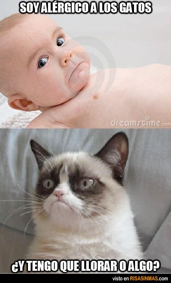 _GrumpyCat's tweet photo. ¿Crees que me importa? Fuente: http://t.co/LfxEydeAoO http://t.co/HhMBqSFUeK